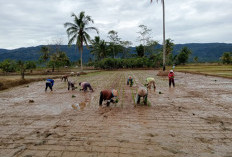 Petani Suoh-BNS Lampung Barat Mulai Tanam Padi