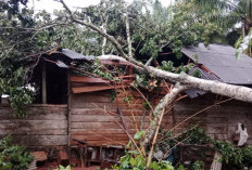 Rumah di Waykanan Tertimpa Pohon, Penghuni Terluka 