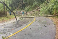 Longsor dan Pohon Tumbang Lumpuhkan Jalan Nasional