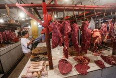 Tahun Ini , Pemerintah Impor Daging 145.251 ton