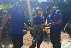   Damkarmat Metro Tangani Ratusan Penyelamatan 