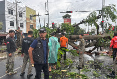 Cuaca Ekstrem Picu Pohon Tumbang di Sejumlah Titik Kota Bandar Lampung