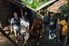 Curi Sapi, Pelaku Potong Rantai Besi 