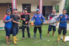 Ular Piton 400 Centi Meter Bikin Geger Warga Tulang Bawang Lampung, Akhirnya Dievakuasi Damkarmat