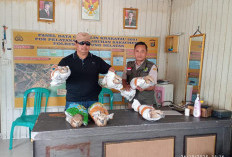 Petugas Gabungan Amankan Enam Ekor Elang Dilindungi di Pelabuhan Bakauheni