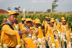 Benih Jagung Bioteknologi Mulai Dipasarkan di Lampung