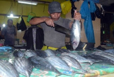 Pos Tarif Ekspor Ikan Tuna Indonesia-Jepang Disepakati Nol Persen