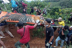 Harimau Sumatera yang Masuk Kandang Jebak di Batubrak Terlebih Dahulu Terkena Jerat