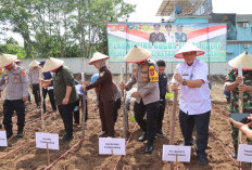   Dukung Ketahanan Pangan, Polres Tanggamus Tanam Jagung 