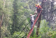 Petugas PLN Krui Tewas Tersengat Listrik