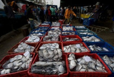  Tuna hingga Bulu Babi Akan Diekspor ke Jepang