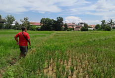 Pemprov Lampung Kejar Peningkatan Produksi Padi 