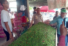 Cabai Merah di Mesuji Turun Harga, Segini Angkanya 