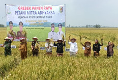 Bulog Lampung Siap Serap Gabah Sesuai HPP Rp6.500/Kg
