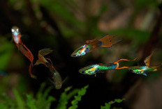 Ikan Hias Guppy Warna Cantik dan Mudah Dirawat 