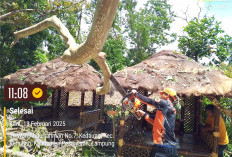 Pohon Tumbang Timpa Lapak Durian, Pedagang Terluka Ringan di Bandar Lampung
