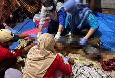 Petani Kopi di Waykanan Tewas Diserang Beruang 