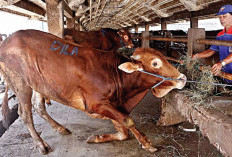   Impor Sapi Bisa Matikan Peternak Lokal