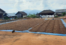 Harga Kopi Robusta di Lampung Barat Tembus Rp60 Ribu per Kg
