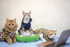 ”Cat Band” BTS Punya Banyak Penggemar di Medsos