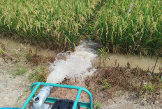 Bantu Petani Atasi Kekeringan, Dinas Pertanian Tuba Distribusikan Ratusan Pompa Air Bantuan Kementan