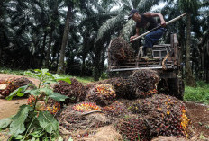  Pemerintah Diminta Sederhanakan Prosedur Penerbitan HGU Sawit