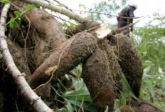  Kemendag Buka Peluang Bahas Lartas  Impor Singkong dan Tapioka