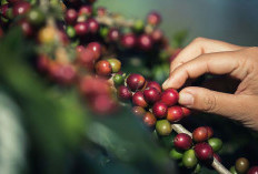 Hasil Produksi Kopi Robusta Pesbar Turun Selama 2023, Ini Faktornya!