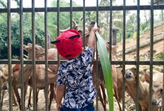 Healing Asyik sambil Edukasi Hewan di Tempat Wisata Lampung 