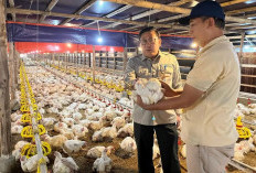  Harga Ayam Potong Anjlok 