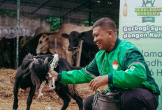 Bentuk Apresiasi Dalam Semarak Idul Adha 1446H, Grab Bagikan Ratusan Ekor Kambing pada Mitra Pengemudi