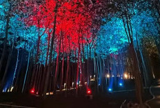 Rekomendasi Tempat Wisata Seru Bukit Aslan yang Punya Hutan Ajaib,