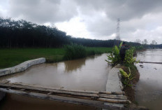 Sawah Terdampak Banjir, Petani Mesuji Tunggu Realisasi Janji Pemprov 