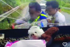 Viral Oknum Dishub Lamteng Diduga Aniaya Sopir