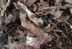 Warga Lemong Cemas, Dua Kambing Diduga Jadi Korban Serangan Harimau