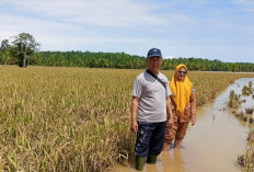 27,5 Hektare Lahan Pertanian Pesbar Terendam Banjir   