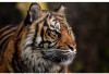 Lama Diburu, Harimau Sumatera Penerkam Warga hingga Tewas Masuk Perangkap