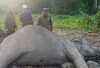 Seekor Gajah Liar di Taman Nasional Way Kambas Mati, Penyebabnya Masih Diselidiki  