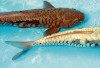 Tips Merawat Ikan Koi Aragoke Sisik Naga Agar Tampil Menawan