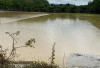 Sawah Milik Petani Pada 3 Desa di Mesuji Terendam Banjir 