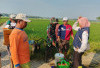 Berantas Wereng, Babinsa dan Penyuluh Turun ke Sawah di Suka Agung﻿