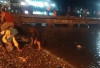  Bukan Hoax, Ratusan Ikan yang Loncat ke Pantai 