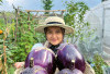 Bertanam Aubergine Violetta Di Firenze si Ungu yang Manis dari Italia 