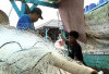 Angin Kencang, Puluhan Kapal Nelayan di Bandar Lampung Tak Melaut