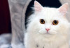 Kootie, Kucing Persia yang Bawel dan Menggemaskan 