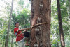 Getah Damar, Emas Hutan Pesisir Barat yang Terancam