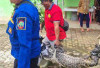 Petugas Damkar Evakuasi Aligator Seberat 80 Kilogram di Natar