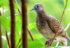 7 Cara Mudah Merawat Burung Perkutut