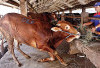   Impor Sapi Bisa Matikan Peternak Lokal